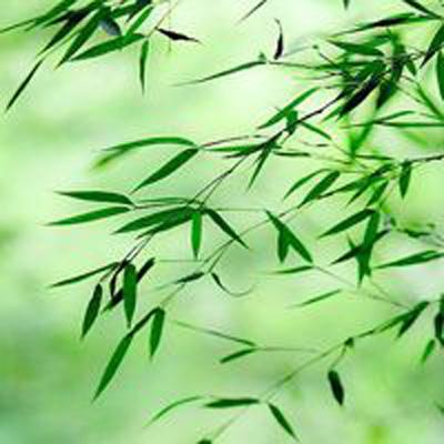 幻宠大陆手游下载